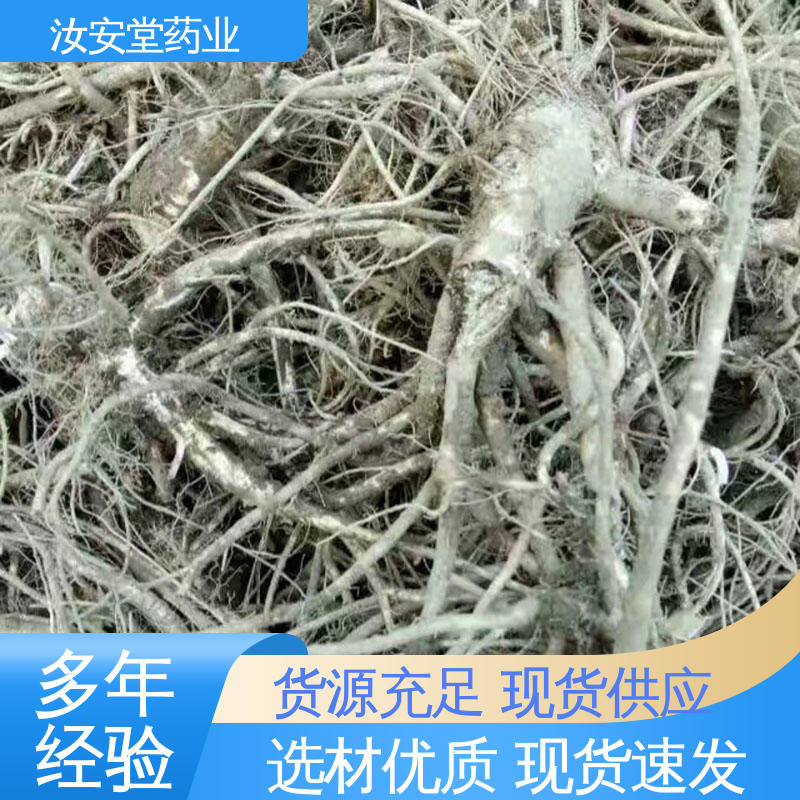 汝安堂 培育园林绿化成品苗 可大面积栽种 正品白花前胡种子