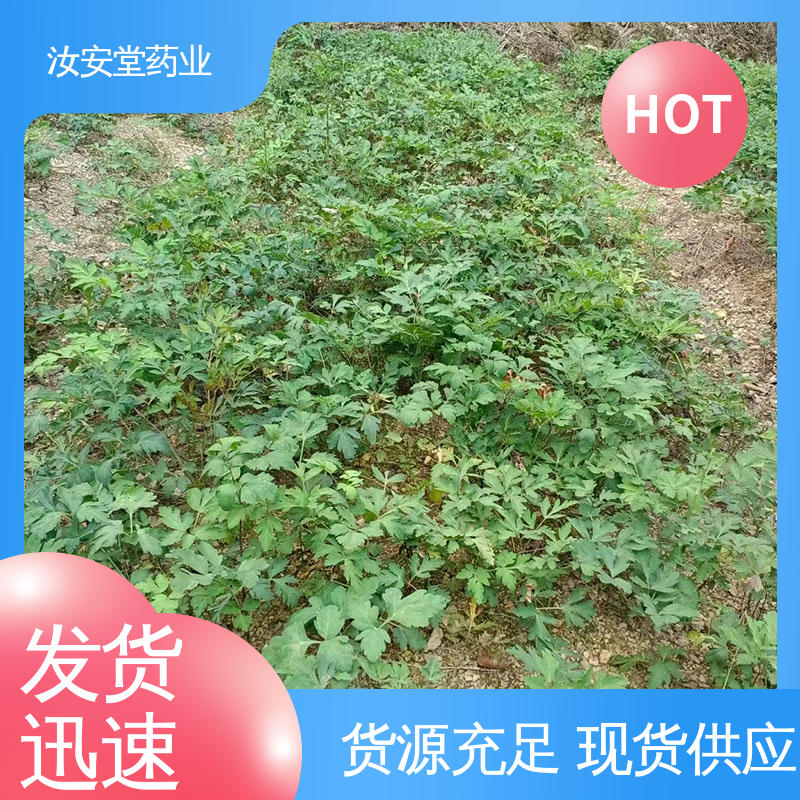 干燥通风处储存 用于家庭园艺 晾干贮存 厂家供应前胡种子 汝安堂