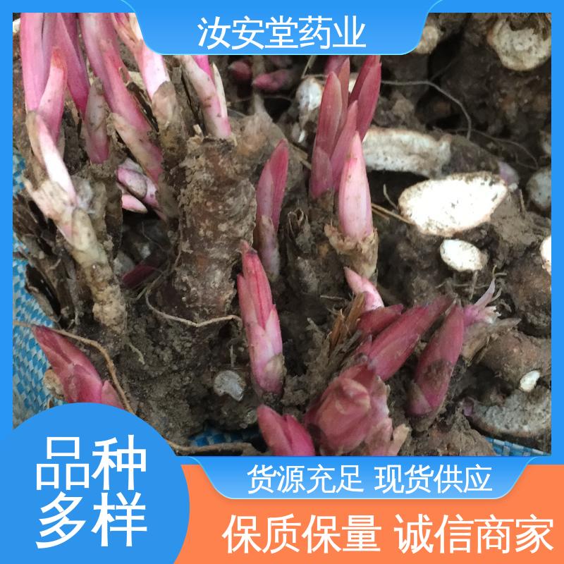 厂家供应白芍芽 适用于疏松肥沃沙质土壤 量小可发快递 汝安堂