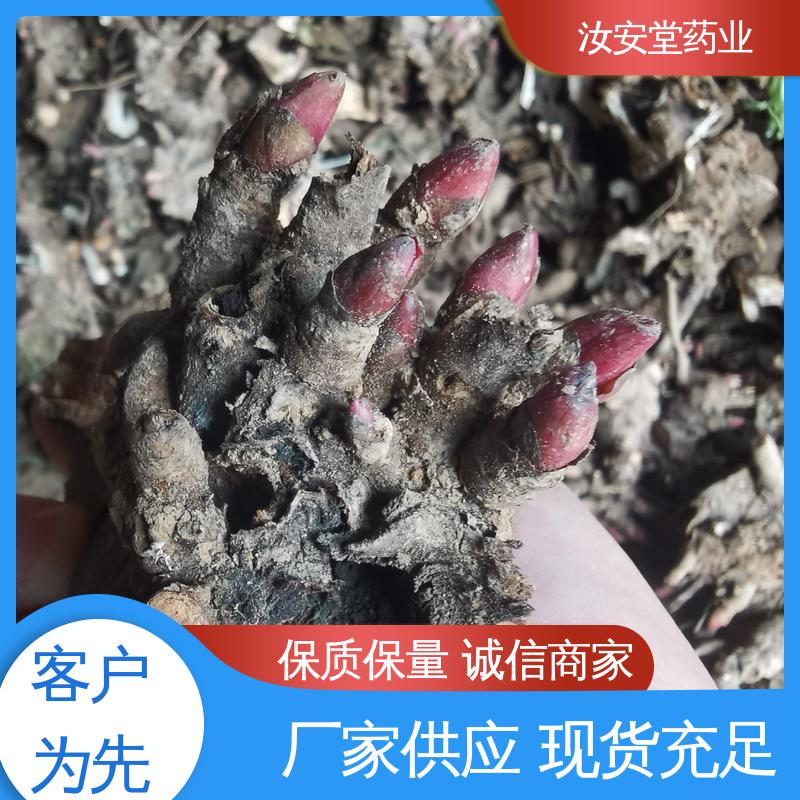 汝安堂 免费提供种植技术指导 白芍芽头供应 可大面积栽种