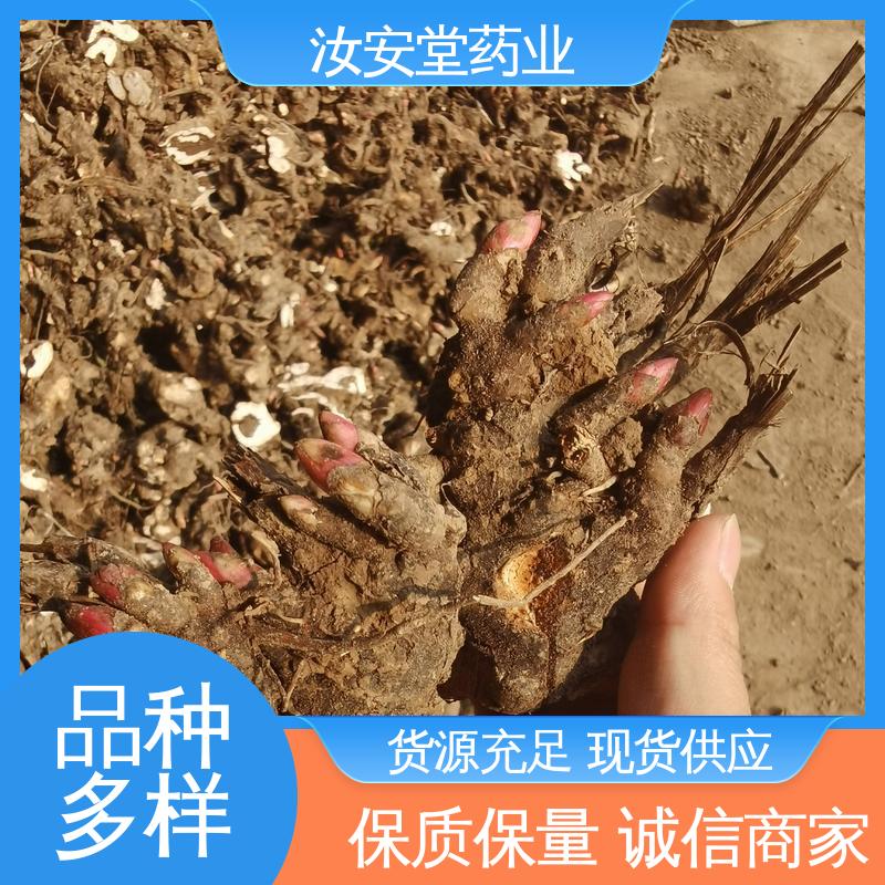 汝安堂 适用于疏松肥沃沙质土壤 应用场景丰富 白芍芽子基地