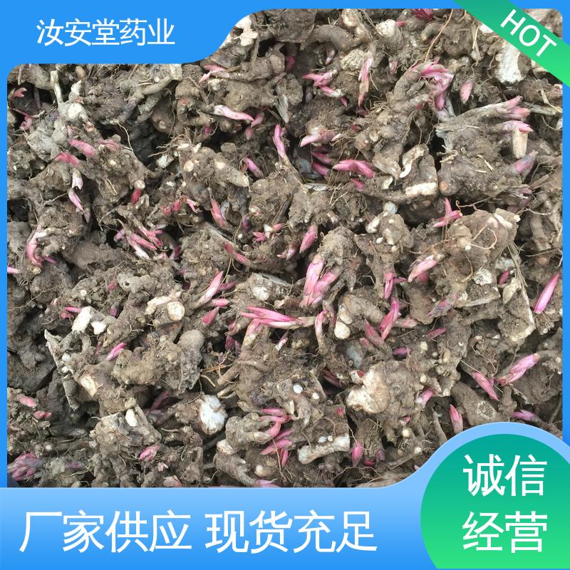 汝安堂 支持配送上门 正宗白芍芽供应 绿化护坡固土草种籽