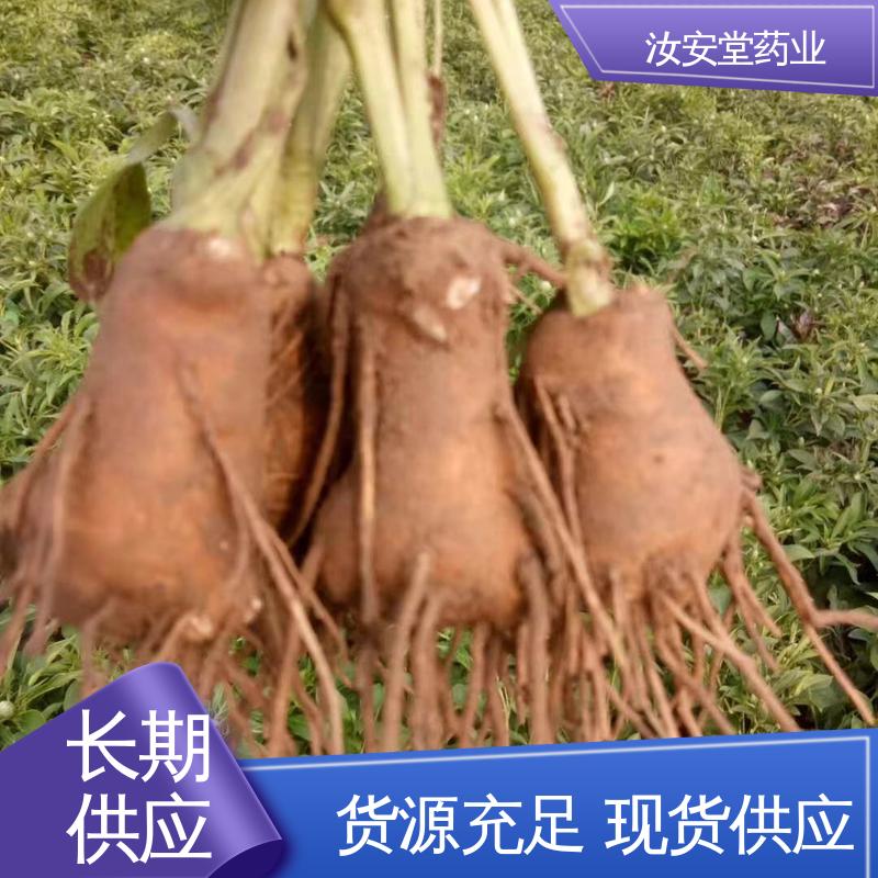 汝安堂 可大面积栽种 进行科学配比 品种齐全 白术种子供应