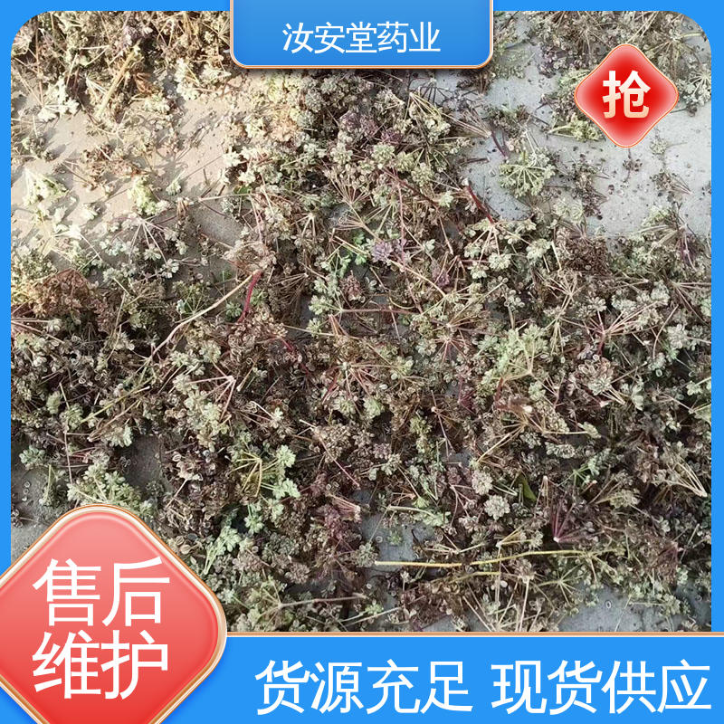  干燥通风处储存 进行科学配比 品种全 前胡种子厂家批发 汝安堂