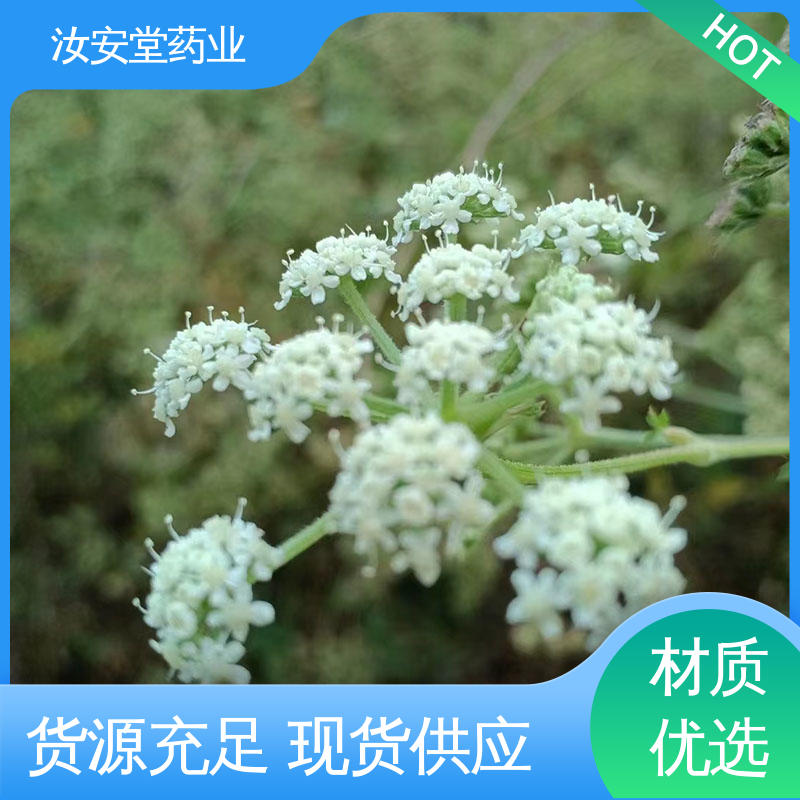 提供技术指导 厂家供应前胡种子 颗粒饱满 应用场景丰富 汝安堂