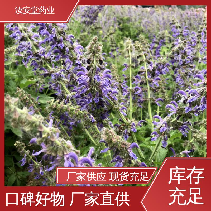 汝安堂 中药材丹参苗 应用场景丰富 宜晾干贮存 抗旱能力好