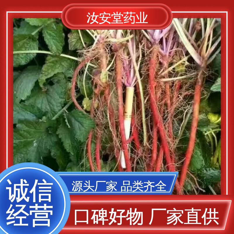 成活率高 提供种植技术 中药材丹参苗 支持快递发货 汝安堂