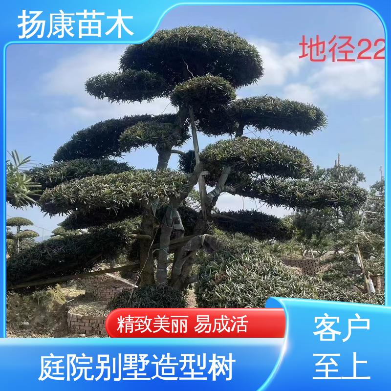 扬康苗木 基地供应 湖 南罗汉松 园林庭院造景植物 优质绿植 规格齐全