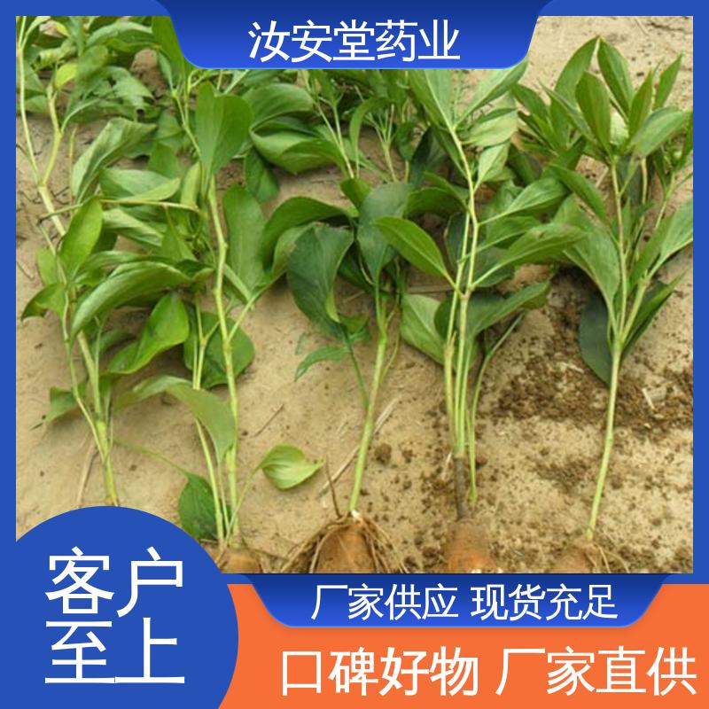 汝安堂 改良白术种子 应用场景丰富 品种多样 进行科学种植