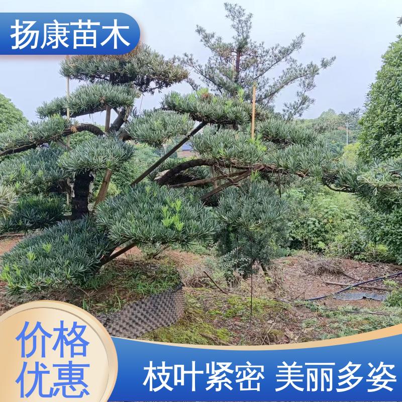 扬康苗木 四 川罗汉松 绿化工程行道树 常绿乔木 适应性强