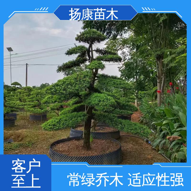 扬康苗木 基地供应 浙 江罗山松 园林庭院造景植物 优质绿植 规格齐全