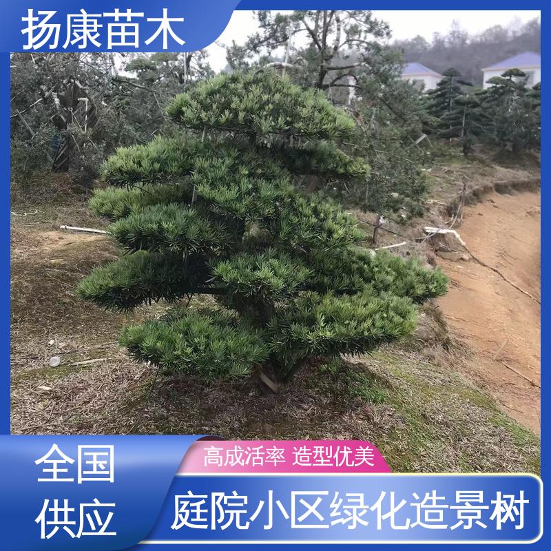 扬康苗木 基地供应 25公分罗汉松 园林绿化专用树 精致美丽 易成活
