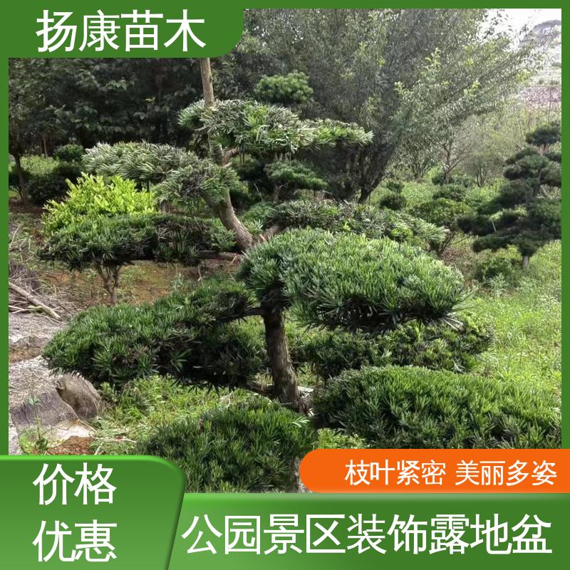 扬康苗木 基地供应 四 川罗汉松 城市景观绿化树 枝叶紧密 美丽多姿