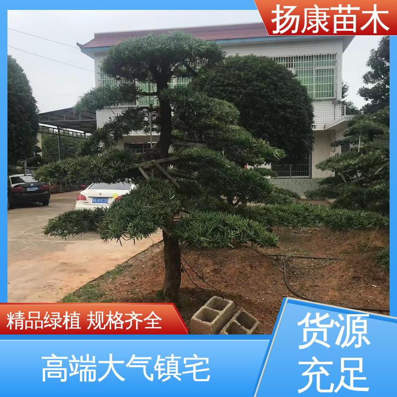扬康苗木 基地供应 斜票风罗松 庭院别墅景观树 优质绿植 规格齐全