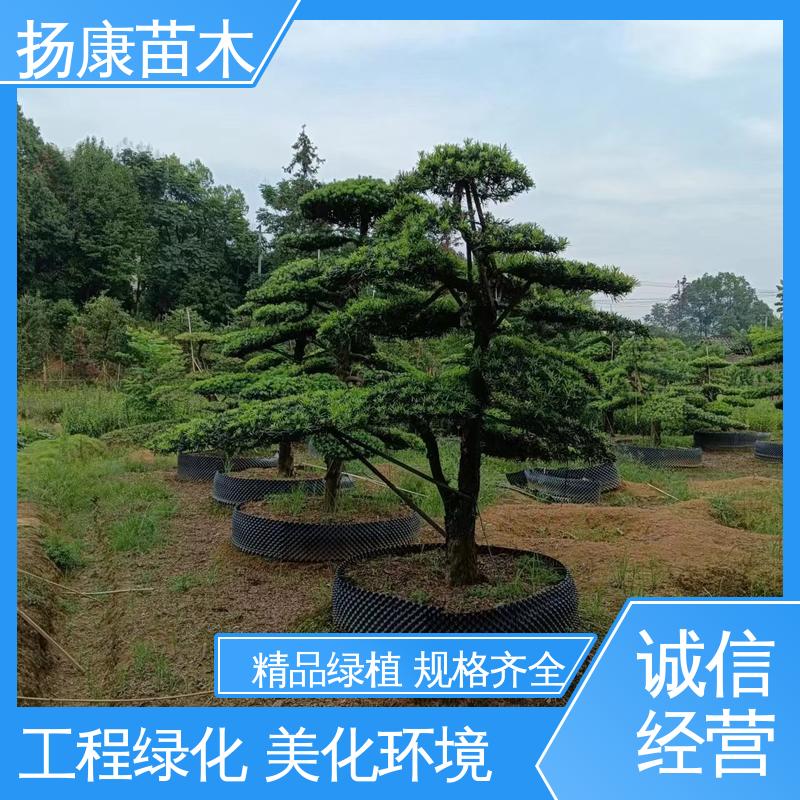 扬康苗木 20公分罗汉松 公园景区装饰露地盆栽 常绿乔木 适应性强