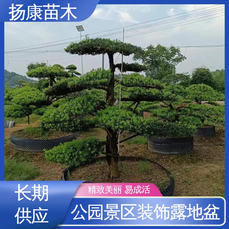 扬康苗木 基地供应 江 苏罗山松 道路绿化色块苗 高成活率 规格齐全