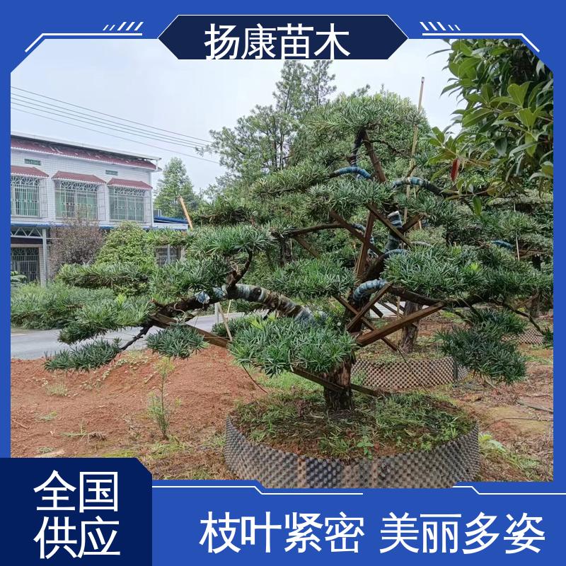 扬康苗木 18公分罗汉公 园林绿化专用树 高成活率 规格齐全