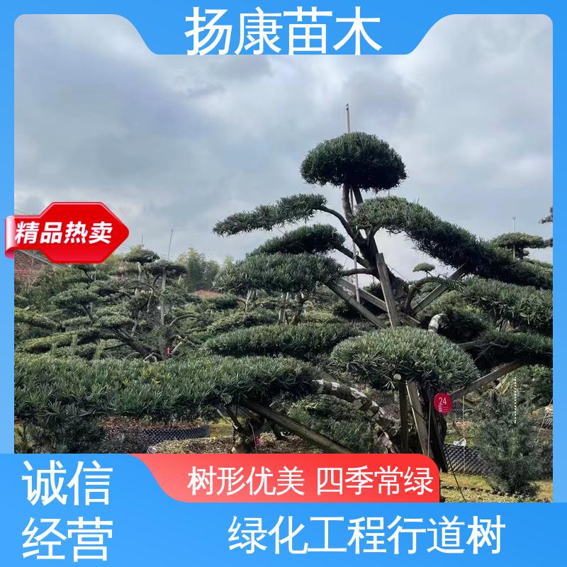 扬康苗木 斜票风罗松 庭院别墅景观树 造型优美 易成活