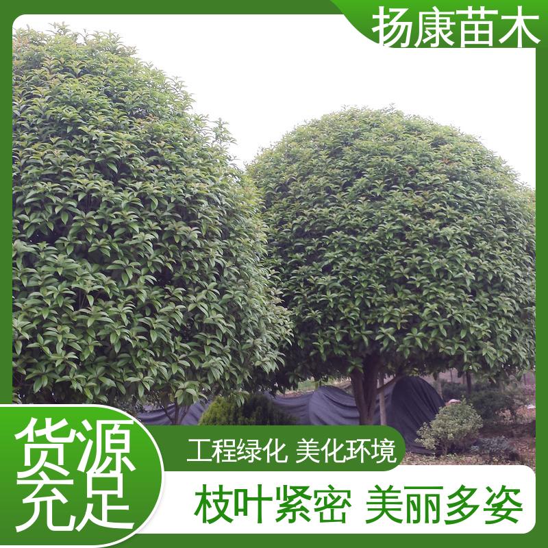 扬康苗木 基地供应 12公分桂花 园林庭院造景植物 造型优美 易成活