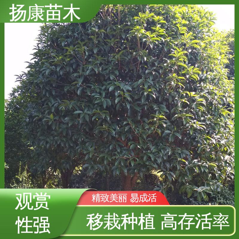 扬康苗木 基地供应 20公分桂花 庭院别墅景观树 优质绿植 规格齐全