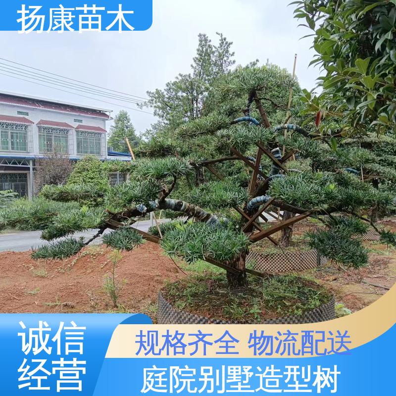 扬康苗木 25公分罗汉松 道路绿化色块苗 枝叶紧密 美丽多姿