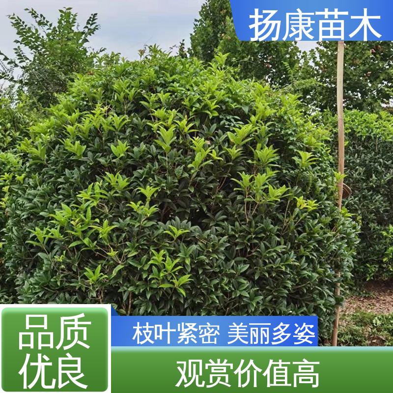 扬康苗木 18公分精品木花树 园区道路绿化苗 观赏价值高