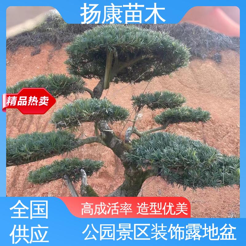 扬康苗木 基地供应 江 苏罗山松 高成活率 规格齐全