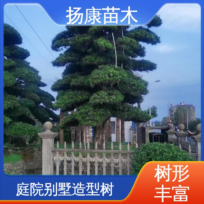 扬康苗木 15公分罗汉松 庭院别墅景观树 常绿乔木 适应性强