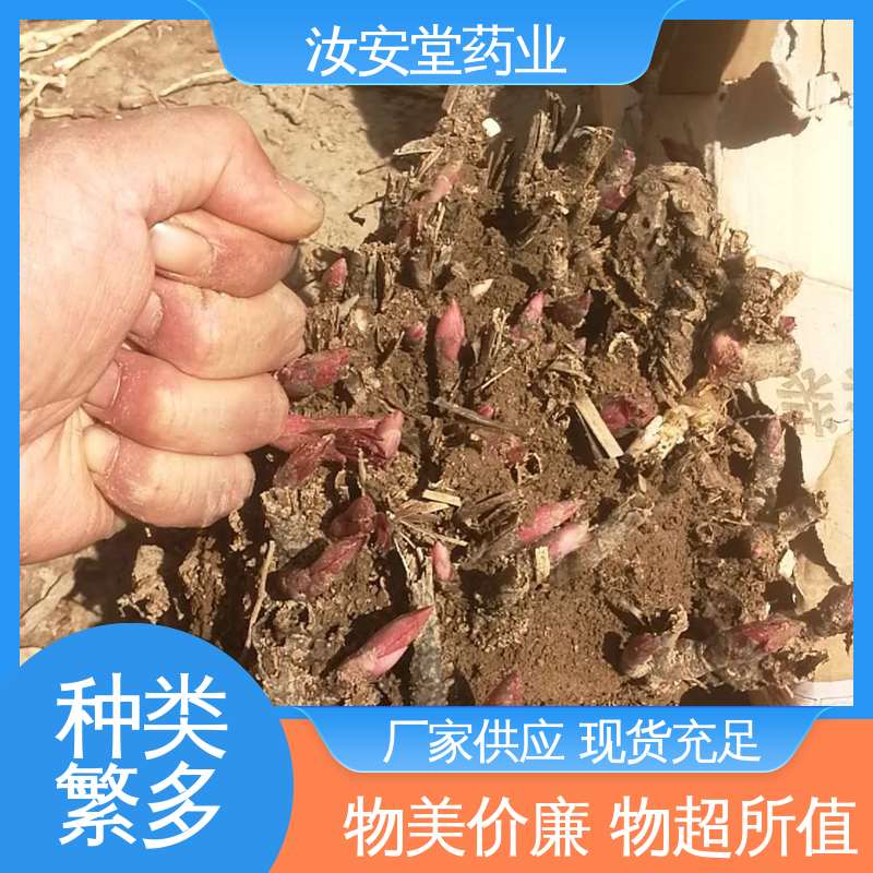 汝安堂 支持配送上门 白芍芽子供应 免费提供种植技术指导 