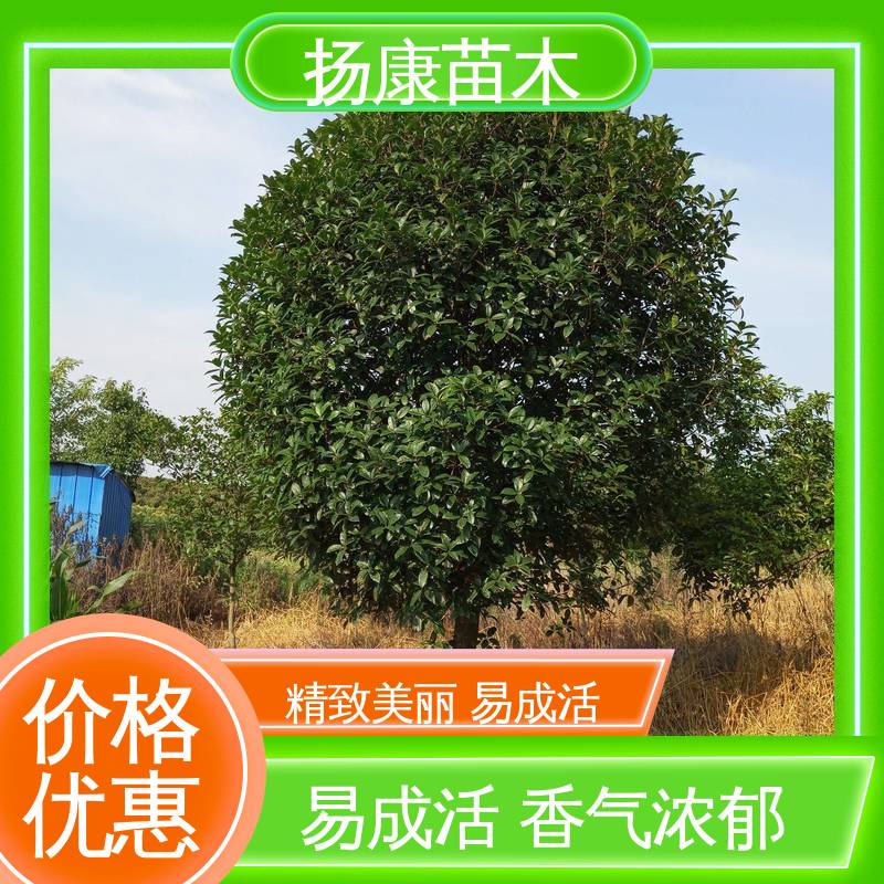 扬康苗木 22公分桂花 园林绿化专用树 树形优美 成活率高
