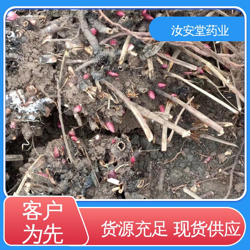 白芍芽头供应 量小可发快递 绿化护坡固土草种籽 汝安堂