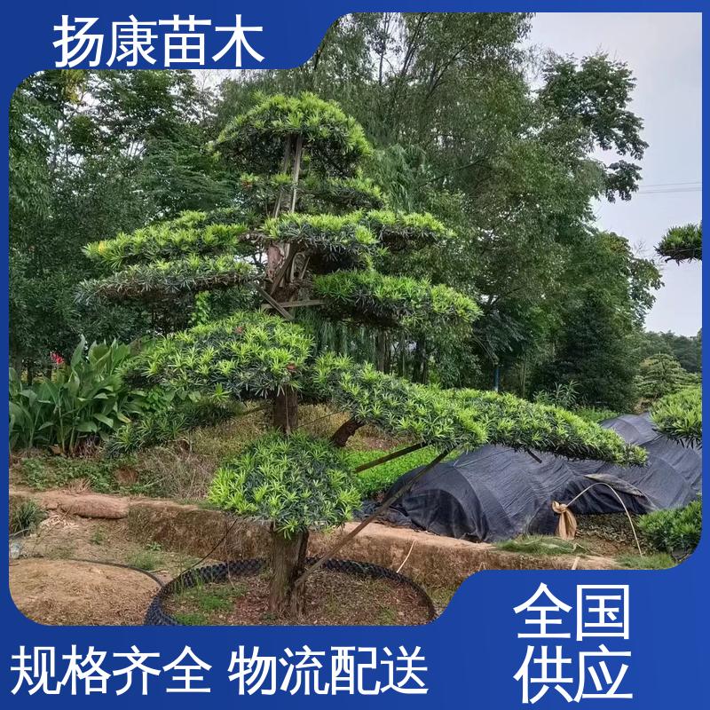 扬康苗木 基地供应 浙 江罗山松 庭院别墅标配 树形优美 四季常绿