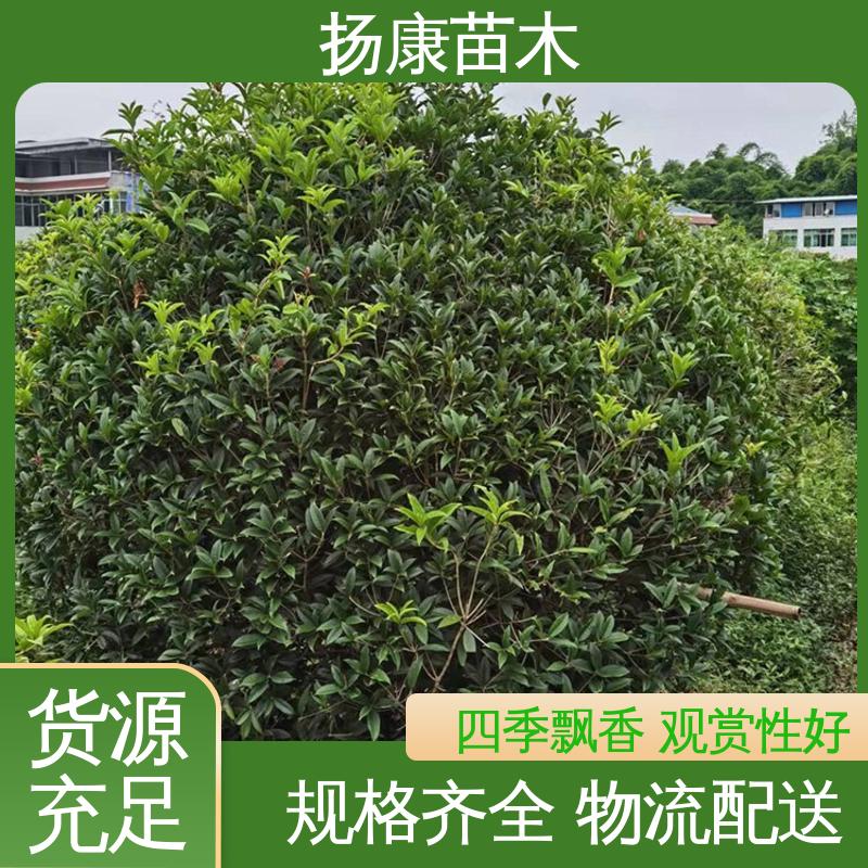 扬康苗木 基地供应 18公分桂花 园区道路绿化苗 环境适应性强