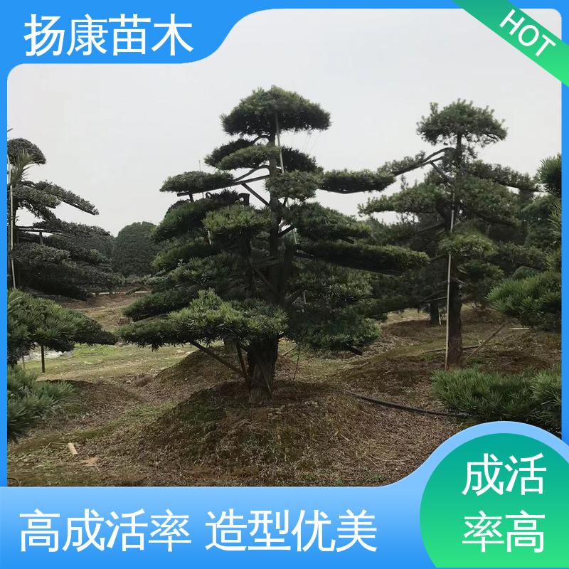 扬康苗木 基地供应 15公分罗汉松 园林绿化专用树 枝叶紧密 美丽多姿