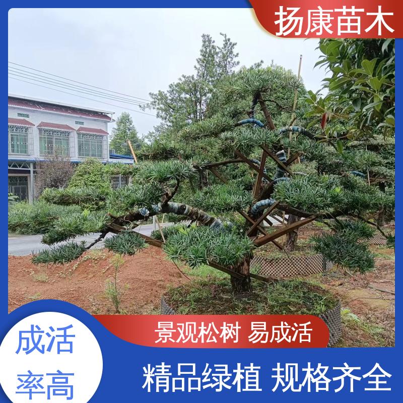 扬康苗木 基地供应 精品罗汉松 道路绿化色块苗 高成活率 规格齐全