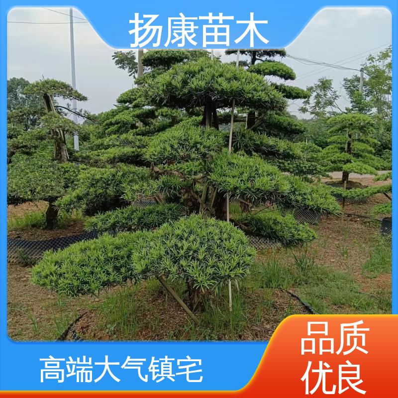 扬康苗木 基地供应 江 苏罗山松 城市景观绿化树 高端大气镇宅