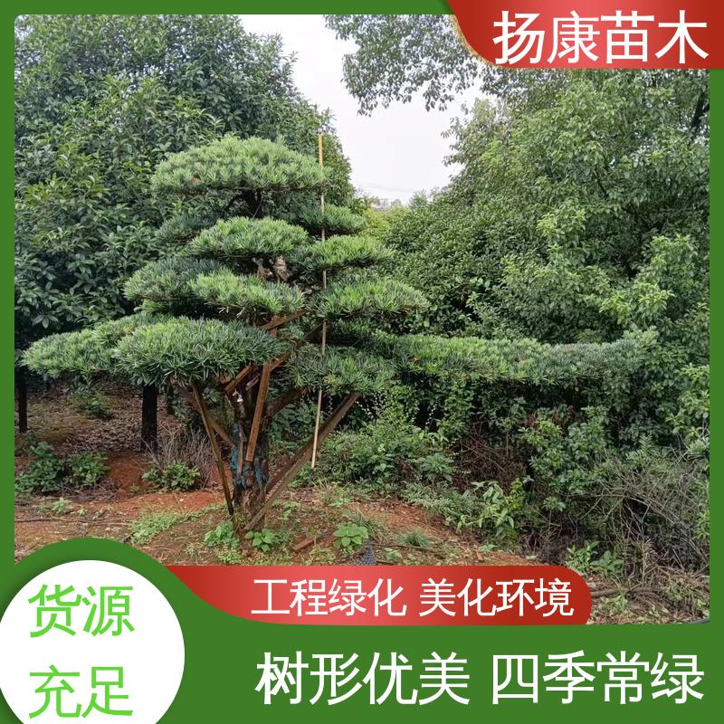扬康苗木 20公分罗汉松 园林绿化工程设计 高成活率 规格齐全