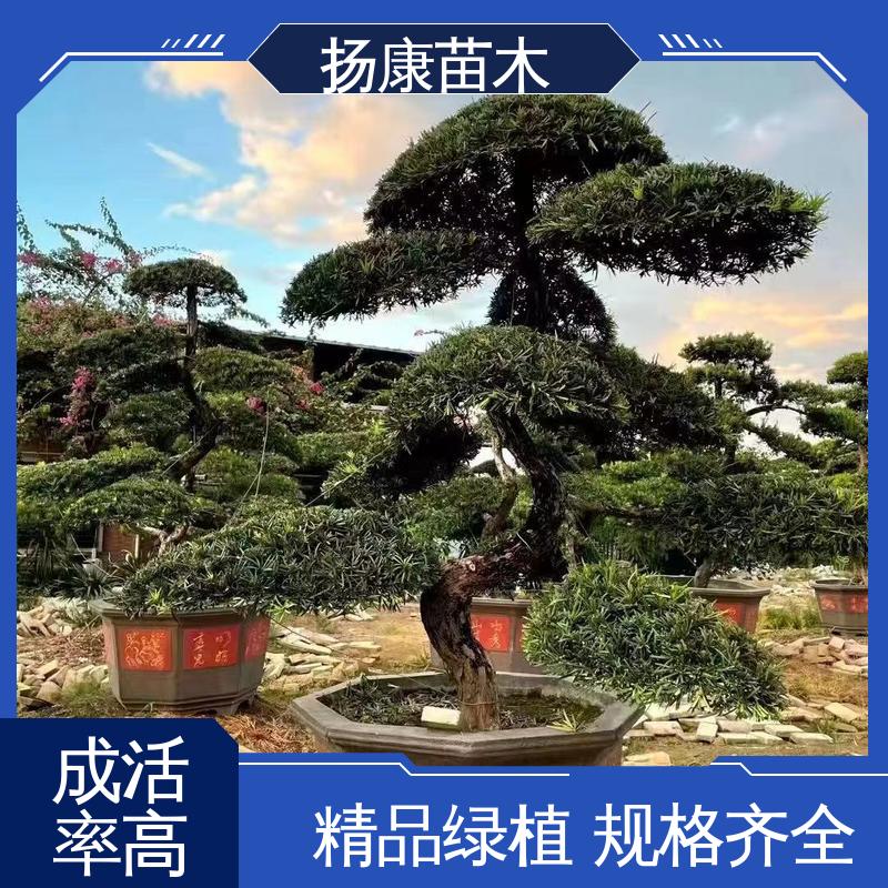 扬康苗木 基地供应 12公分罗汉松 庭院别墅造景树 树形优美 四季常绿