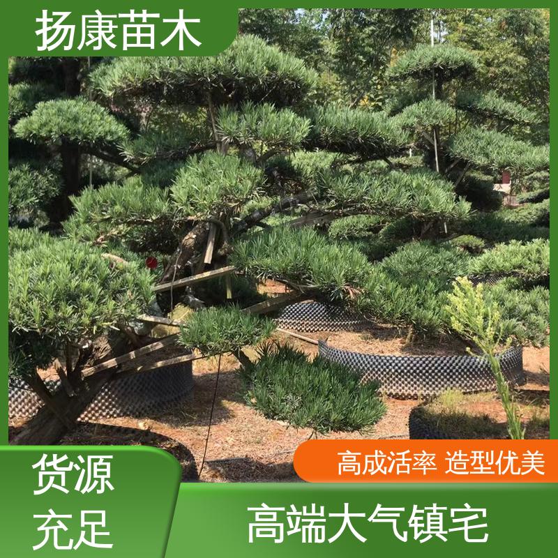 扬康苗木 基地供应 江 苏罗山松 庭院别墅标配 优质绿植 规格齐全