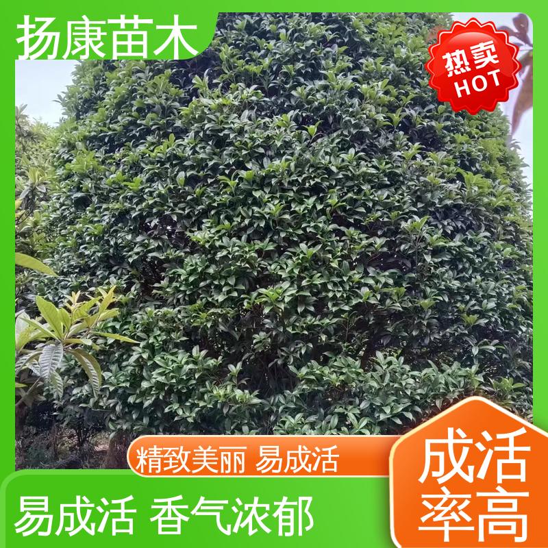 扬康苗木 30公分桂花 园林绿化专用树 造型优美 易成活