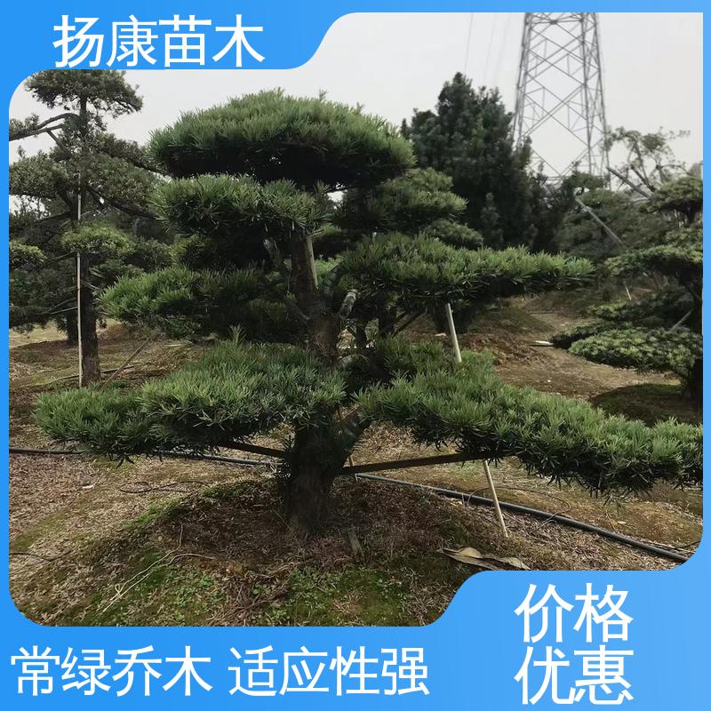 扬康苗木 基地供应 进口罗汉松 园林绿化专用树 优质绿植 规格齐全