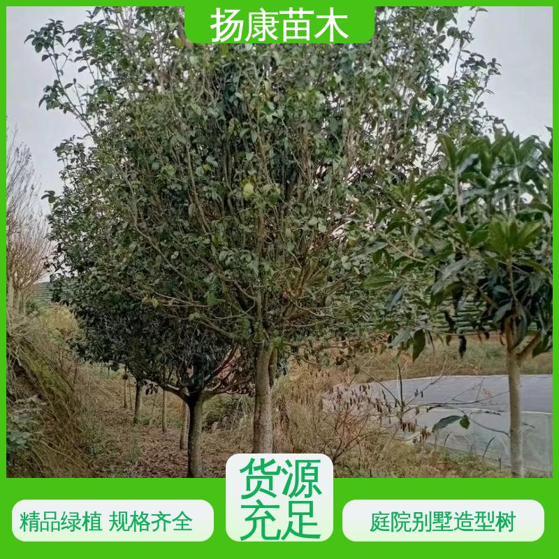 扬康苗木 核花金柱 绿化工程行道树 精致美丽 易成活