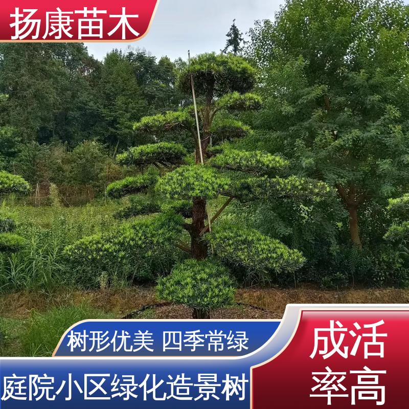 扬康苗木 基地供应 30公分罗汉松 绿化工程行道树 常绿乔木 适应性强