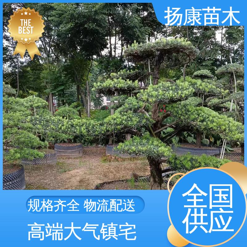 扬康苗木 30公分罗汉松 公园景区装饰露地盆栽 优质绿植 规格齐全