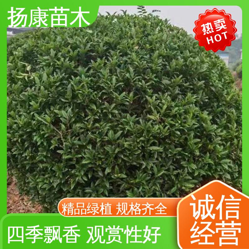 扬康苗木 基地供应 20公分开楼 园林庭院造景植物 精致美丽 易成活