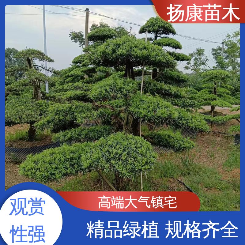 扬康苗木 基地供应 25公分罗汉松 园林绿化工程设计 树形优美 四季常绿