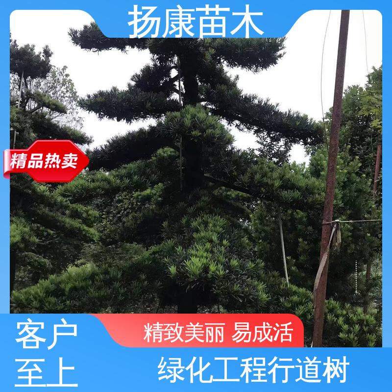 扬康苗木 基地供应 斜票风罗松 城市景观绿化树 精致美丽 易成活