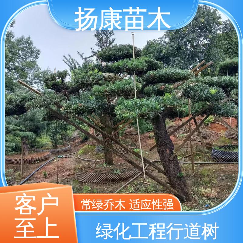 扬康苗木 基地供应 15公分罗汉松 道路绿化色块苗 常绿乔木 适应性强