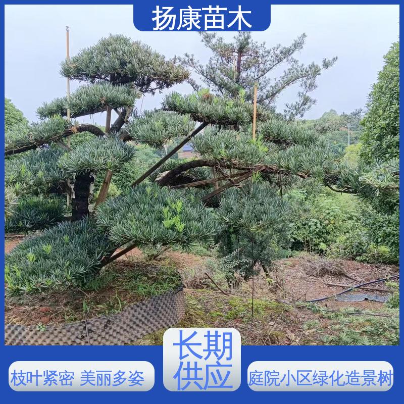 扬康苗木 湖 南罗汉松 园林绿化专用树 优质绿植 规格齐全