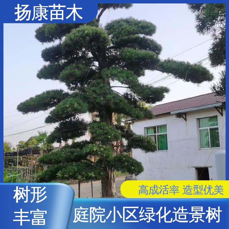 扬康苗木 进口罗汉松 绿化工程行道树 常绿乔木 适应性强
